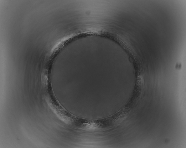 X0000111520688200907281339