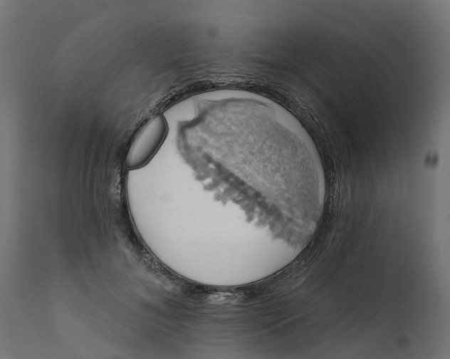 X0000111520700200907281339