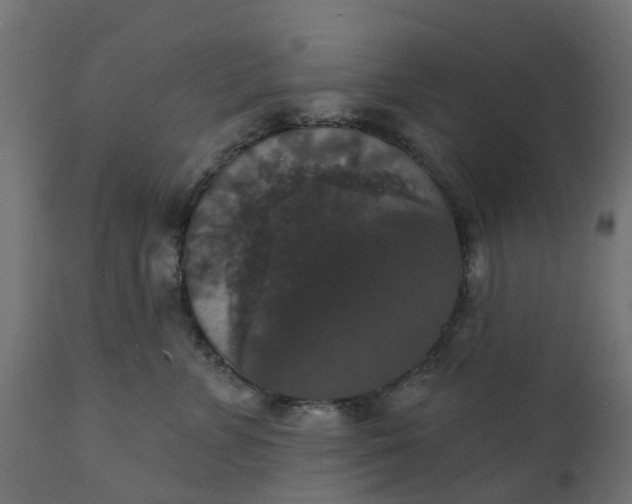 X0000111520715200907281339