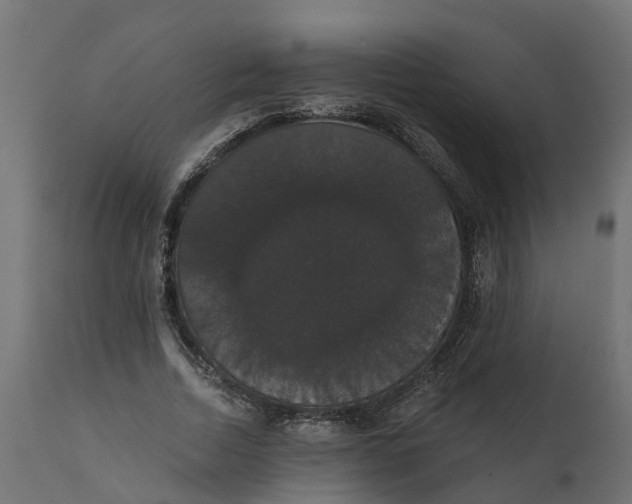 X0000111520730200907281338