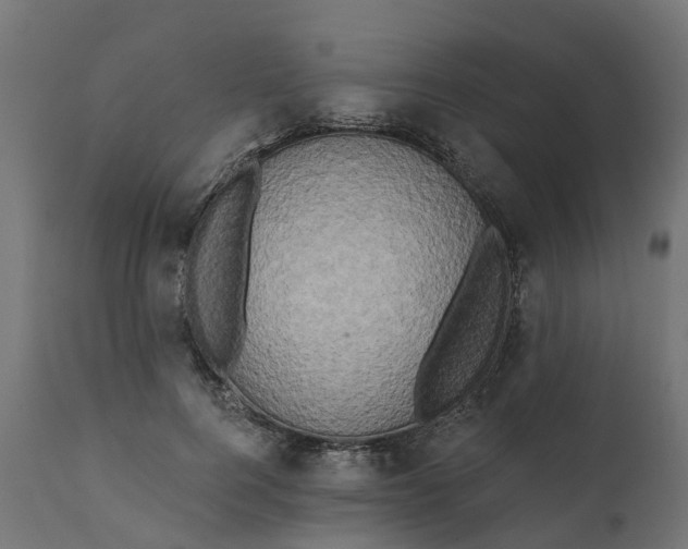 X0000111520744200907281338