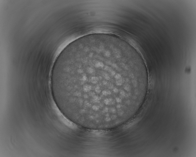 X0000111520803200907281337