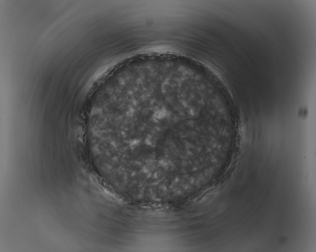 X0000111520823200907281336
