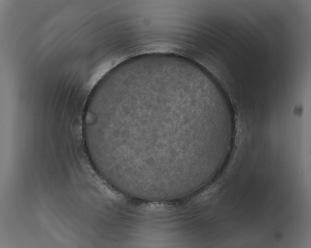 X0000111520834200907281336