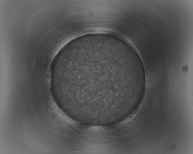 X0000111520835200907281336