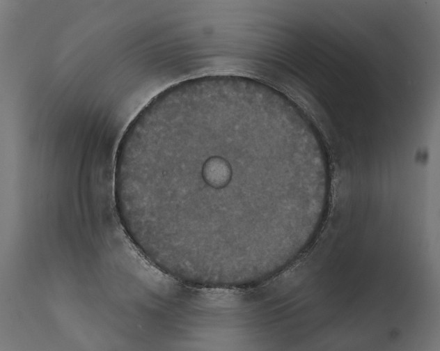 X0000111520836200907281336