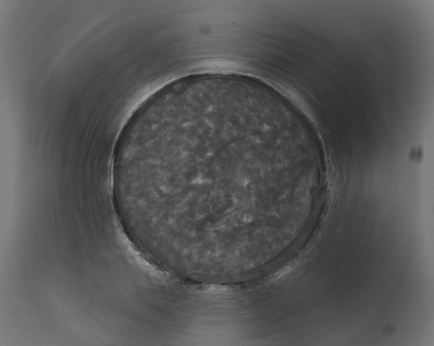 X0000111520839200907281336