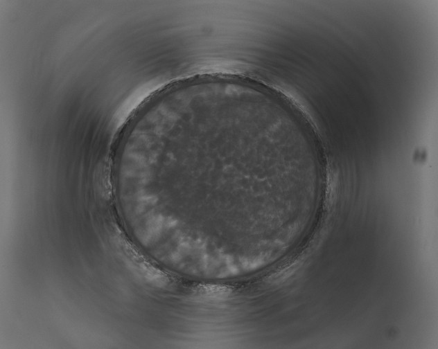 X0000111520878200907281336