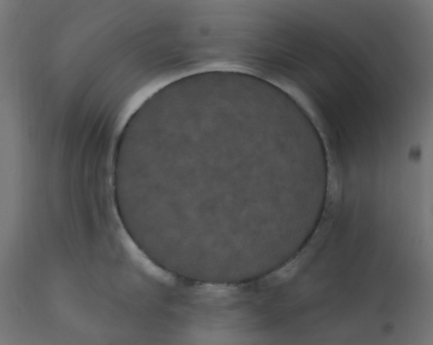 X0000111520910200907281335