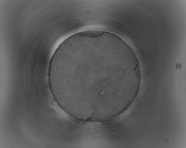 X0000111520912200907281335