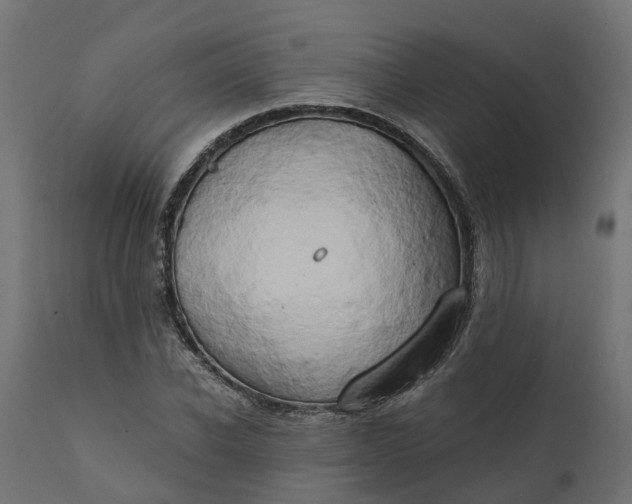 X0000111520926200907281335