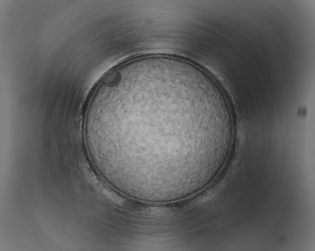 X0000111520933200907281335