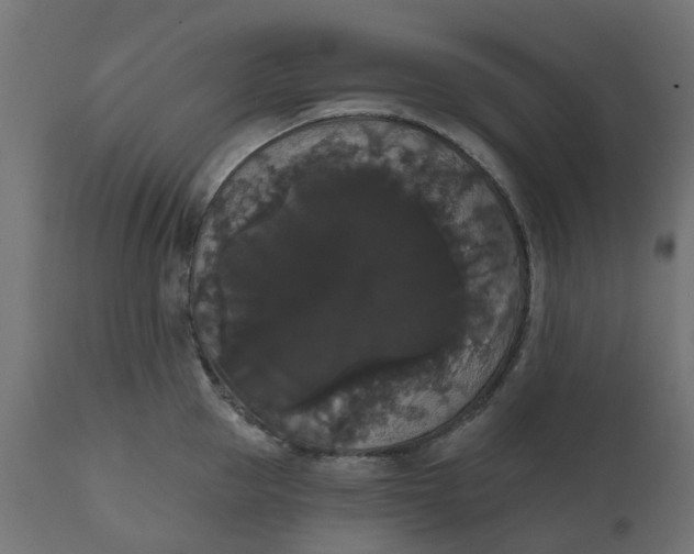 X0000111520953200907281335