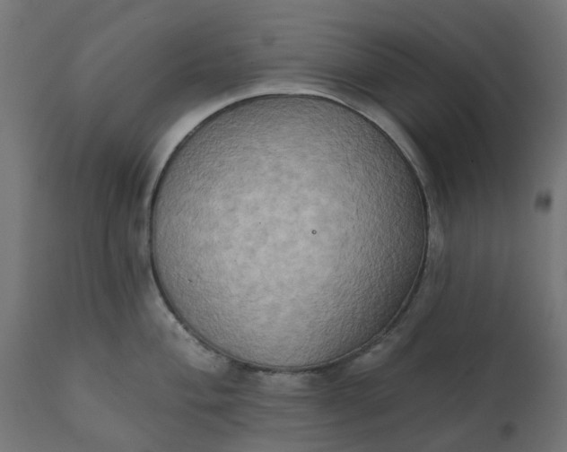 X0000111521004200907281334