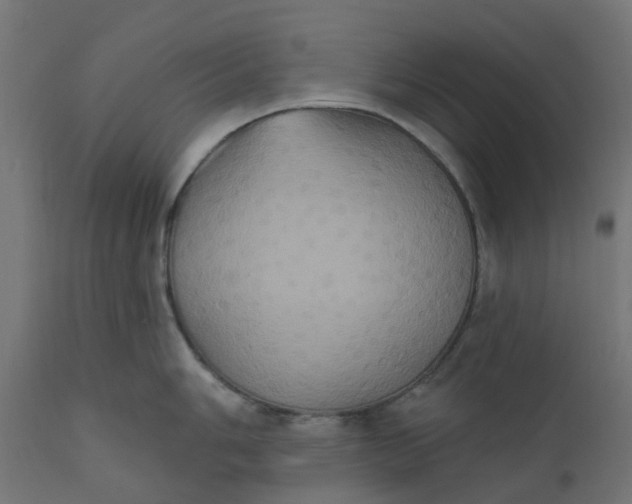 X0000111521006200907281334