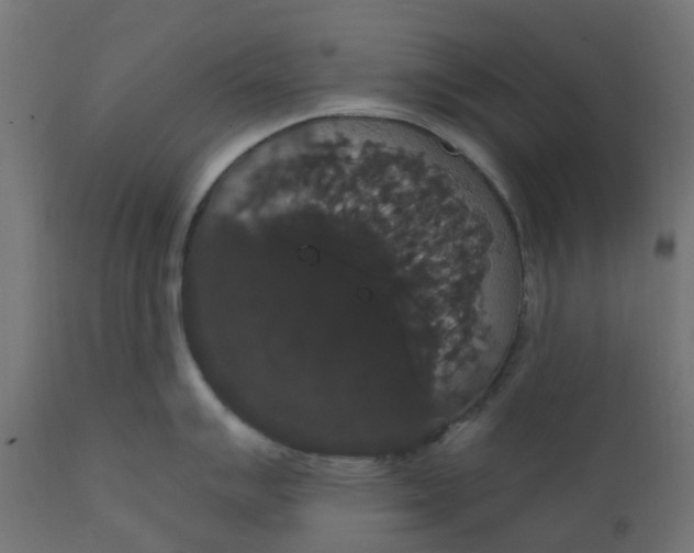 X0000111521007200907281334