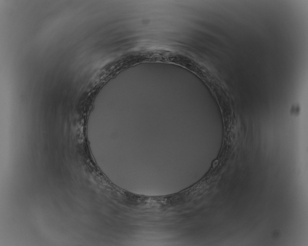 X0000111521013200907281333