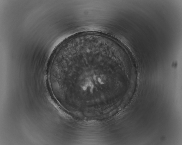 X0000111521024200907281333
