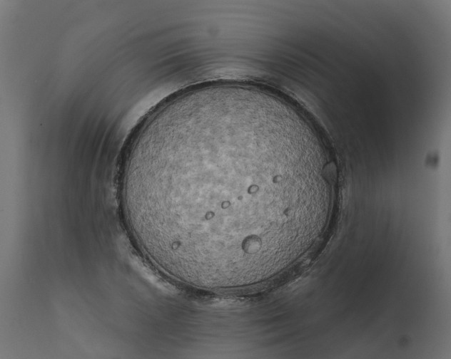 X0000111521026200907281333