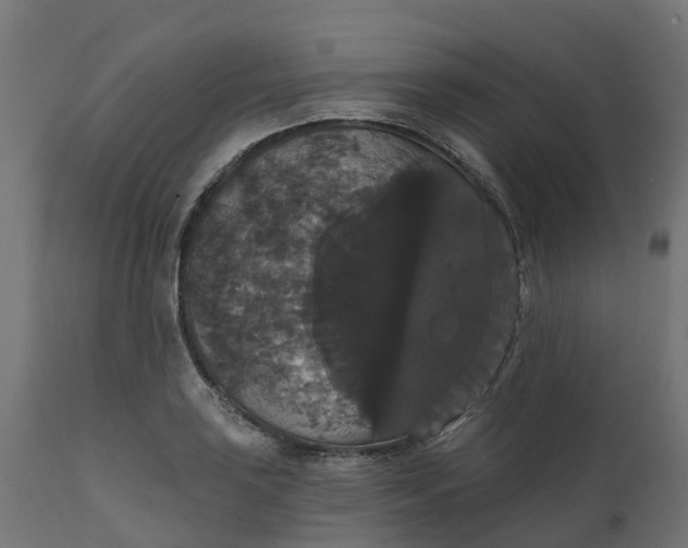 X0000111521035200907281333
