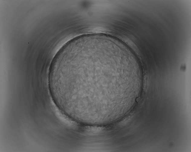 X0000111521039200907281333