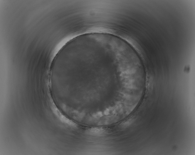 X0000111521094200907281333