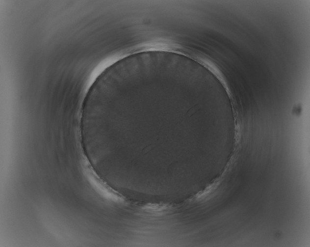 X0000111521146200907281332