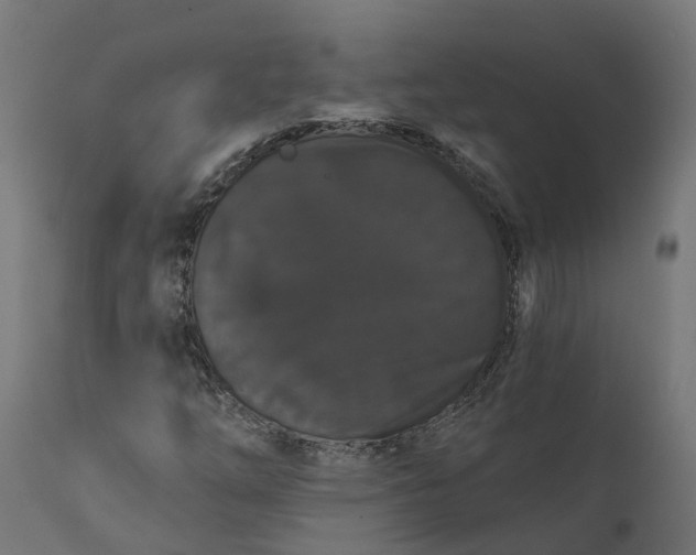 X0000111521254200907281330