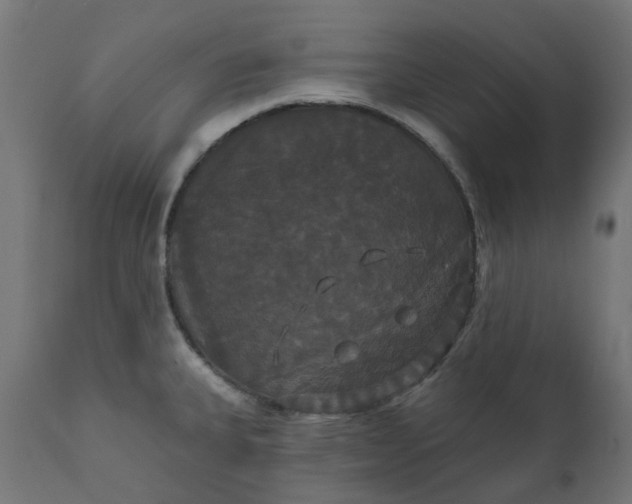 X0000111521335200907281329