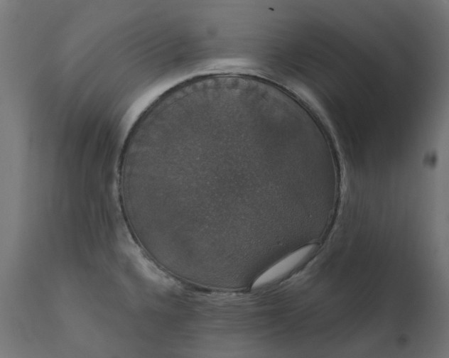 X0000111521336200907281329