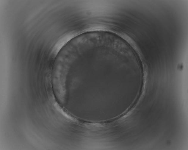 X0000111521337200907281329