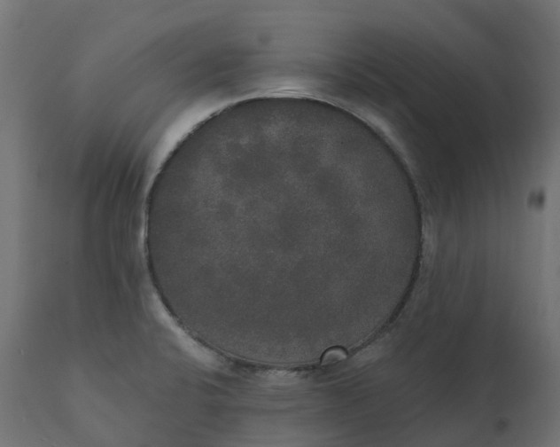 X0000111521424200907281328