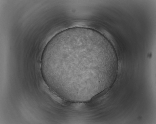 X0000111521435200907281328