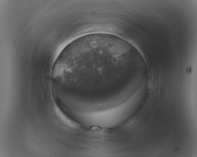 X0000111521532200907281326