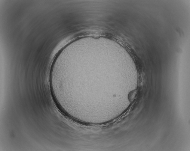 X0000111520004200908041253