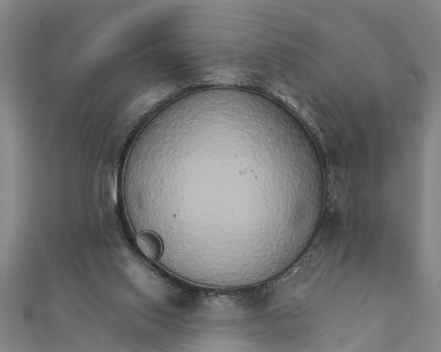 X0000111520062200908041252