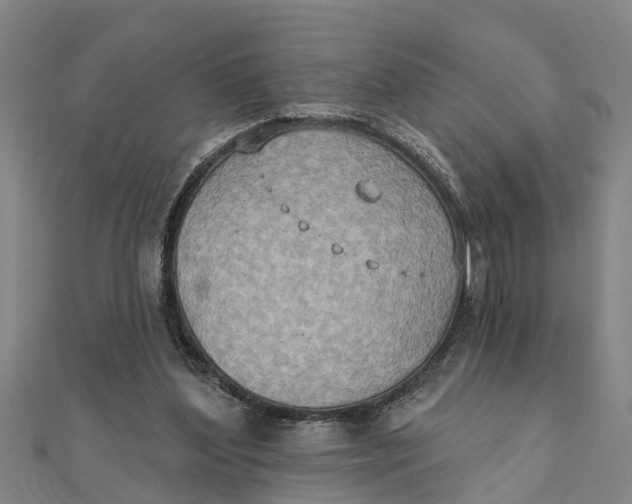 X0000111520204200908041251