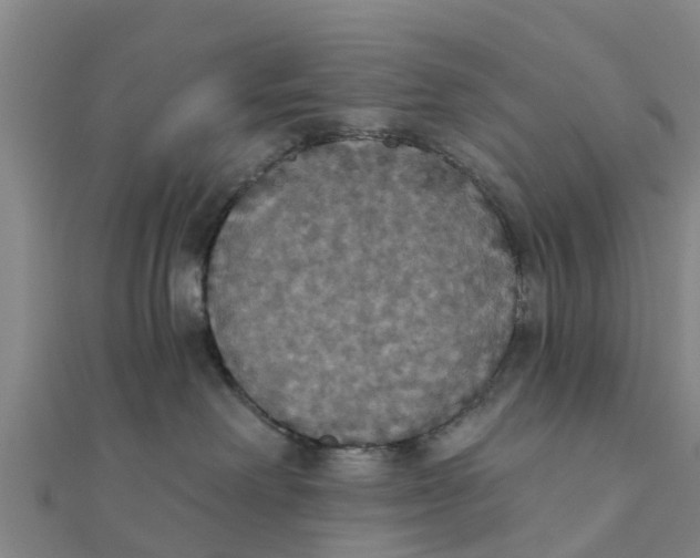 X0000111520238200908041250