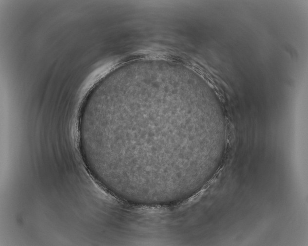 X0000111520245200908041250
