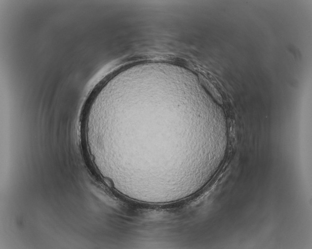 X0000111520246200908041250