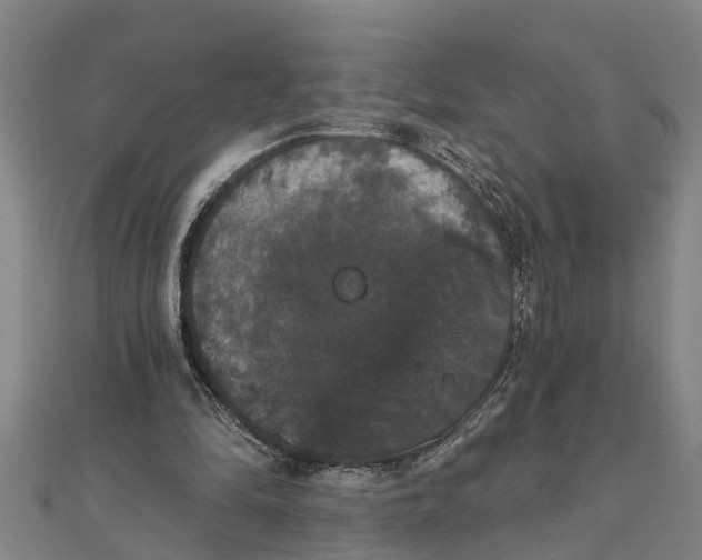 X0000111520294200908041249