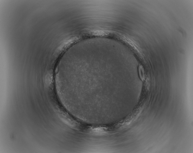 X0000111520407200908041248