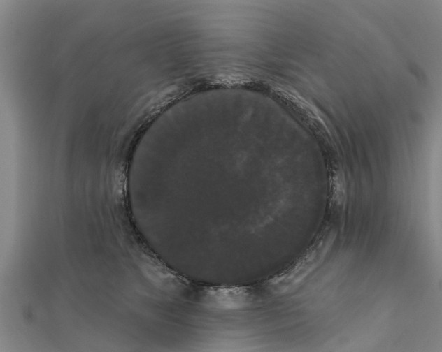 X0000111520517200908041246