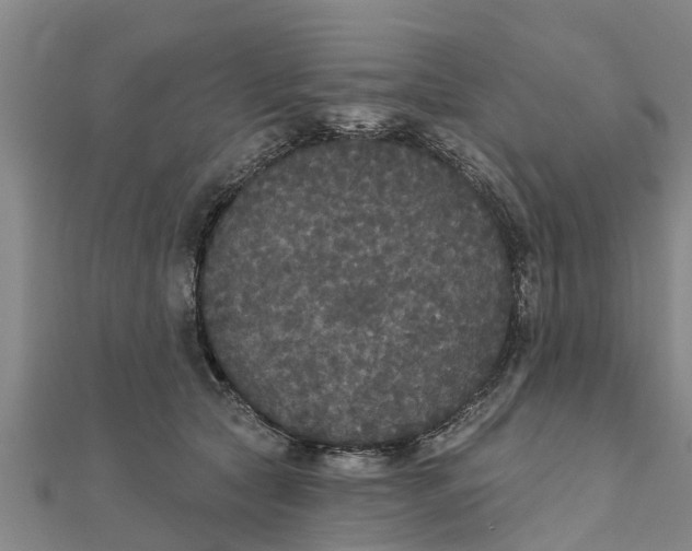 X0000111520561200908041246