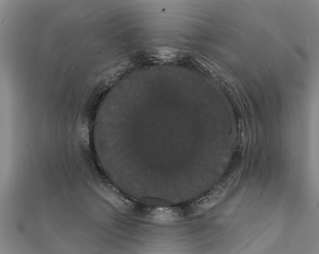 X0000111520562200908041246