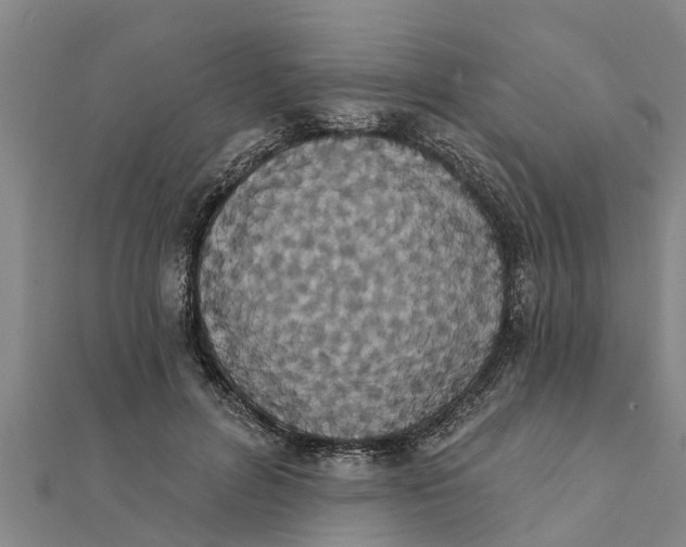 X0000111520600200908041245