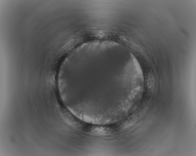 X0000111520611200908041245