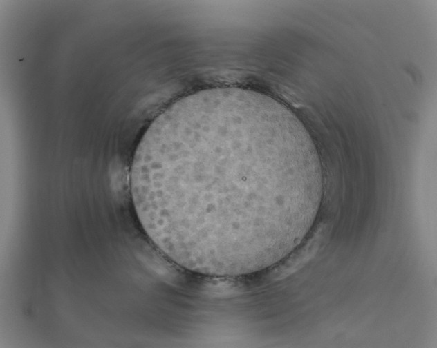 X0000111520624200908041245