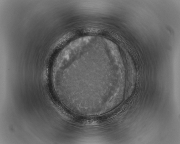 X0000111520735200908041243