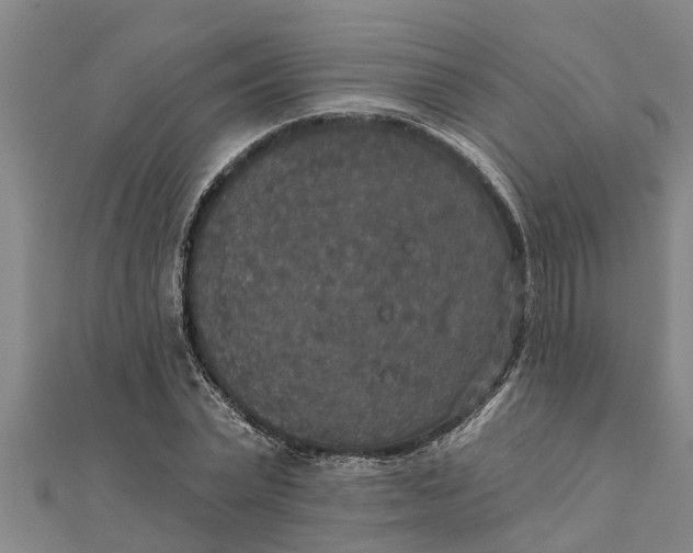 X0000111520783200908041242